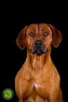 20160910-dante 1
